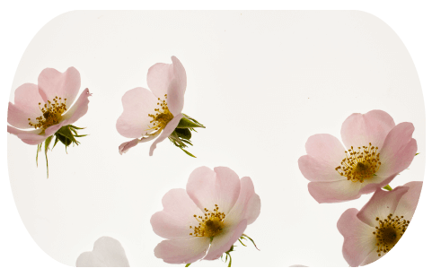 fleurs d'églantier qui flottent dans un espace blanc